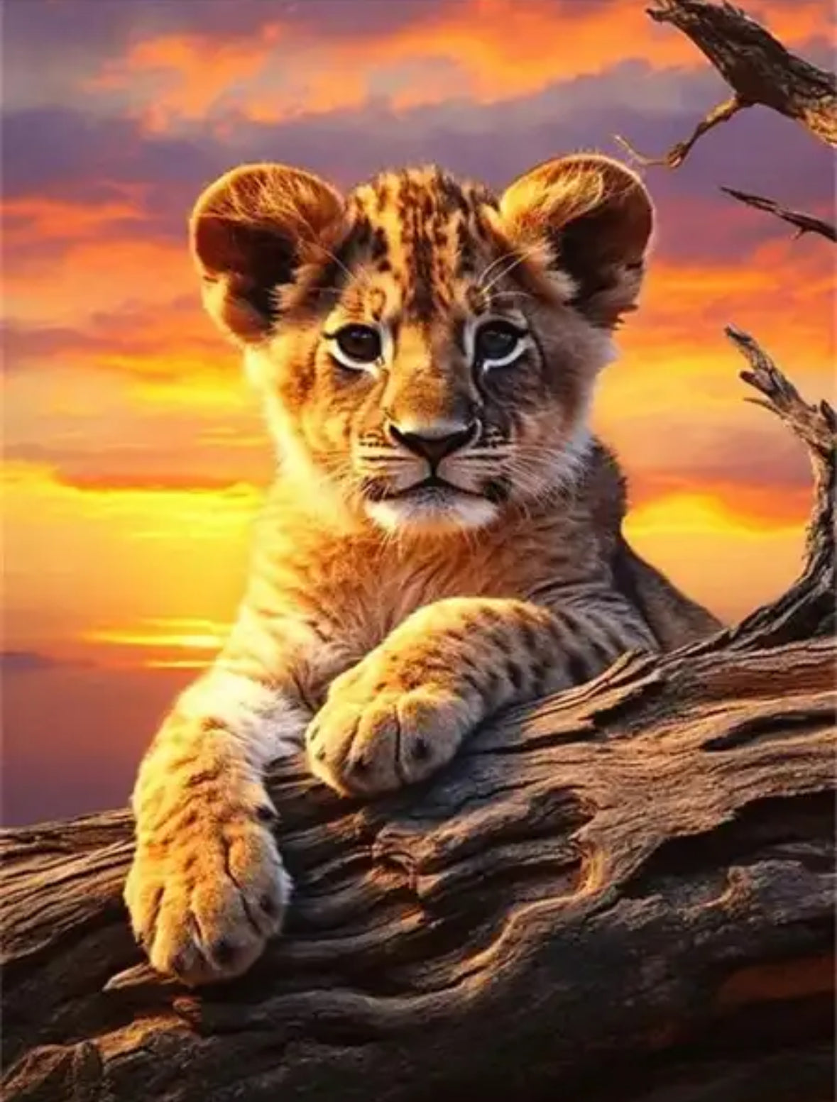 Lion Cub